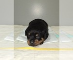 Puppy Yellow Girl Rottweiler