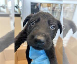 Labrador Retriever-Unknown Mix Dogs for adoption in San Antonio, TX, USA
