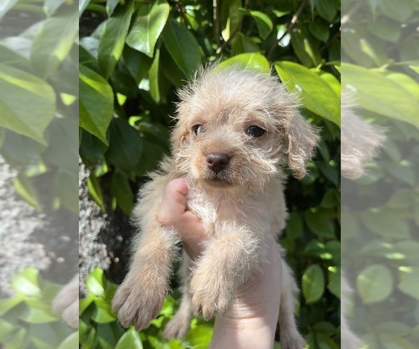 Medium Photo #1 Mauzer-Poodle (Toy) Mix Puppy For Sale in VENETA, OR, USA