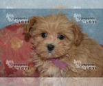 Small Photo #2 Maltipoo Puppy For Sale in SANGER, TX, USA