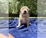 Small #10 Golden Retriever