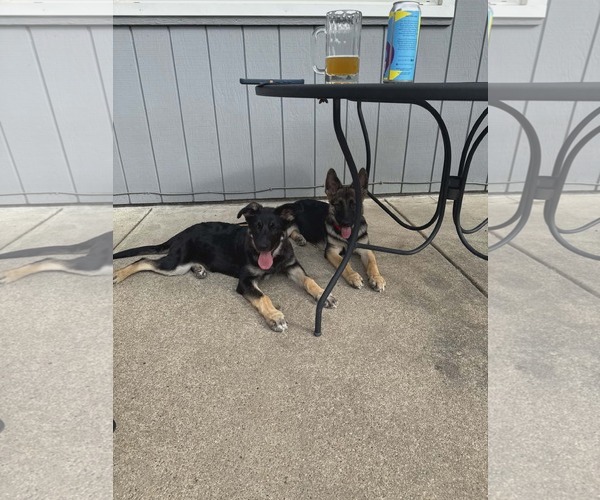Medium Photo #5 German Shepherd Dog Puppy For Sale in Gretna, NE, USA