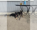 Small #4 German Shepherd Dog