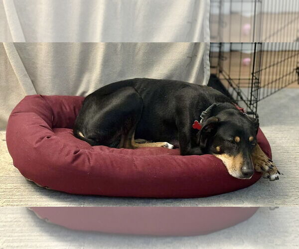 Medium Photo #6 Mutt Puppy For Sale in Mount Laurel, NJ, USA