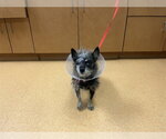 Small Mutt