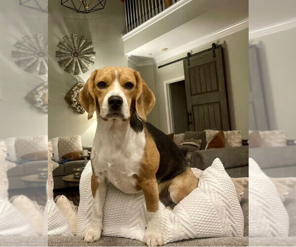 Medium Photo #1 Beagle Puppy For Sale in Mooresville, NC, USA