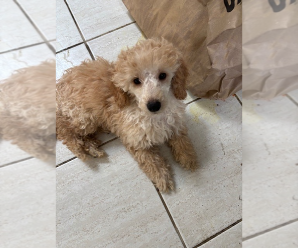 Medium Photo #5 Poodle (Miniature) Puppy For Sale in EAST AMHERST, NY, USA