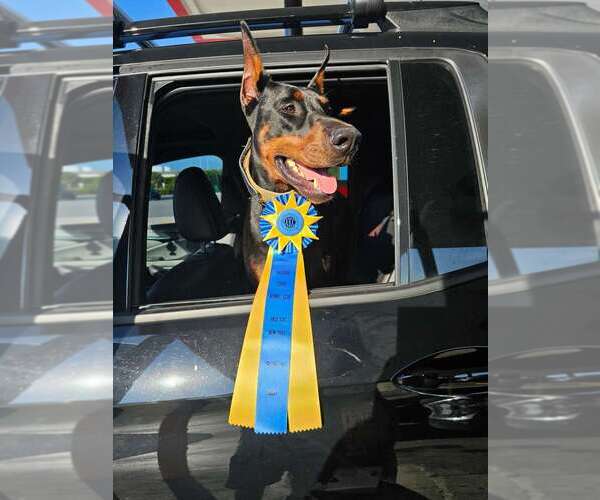 Medium Photo #8 Doberman Pinscher Puppy For Sale in FORT LAUDERDALE, FL, USA