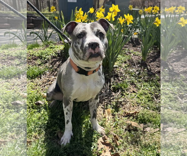 Medium Photo #3 Mutt Puppy For Sale in Rockville, MD, USA