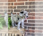 Puppy 3 Aussiedoodle Miniature 