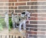 Puppy 2 Aussiedoodle Miniature 