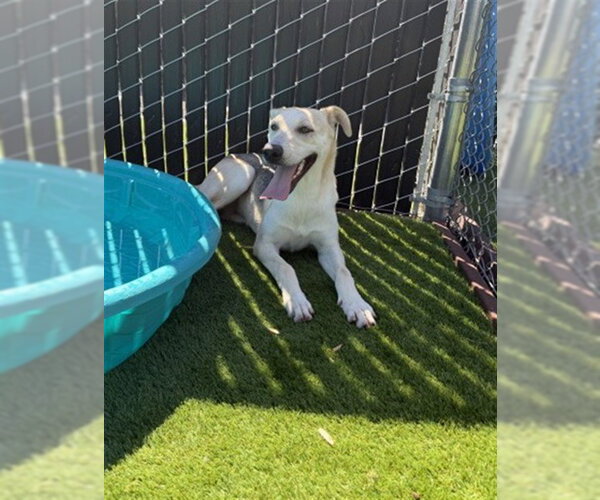 Medium Photo #3 German Shepherd Dog-Unknown Mix Puppy For Sale in San Bernardino, CA, USA