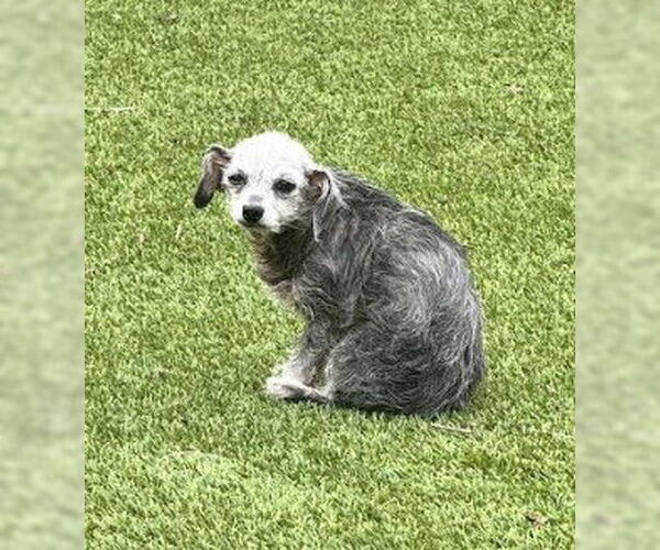 Medium Photo #4 Chihuahua-Unknown Mix Puppy For Sale in San Diego, CA, USA