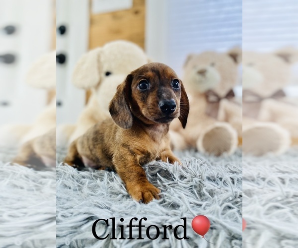 Medium Photo #2 Dachshund Puppy For Sale in COOKEVILLE, TN, USA