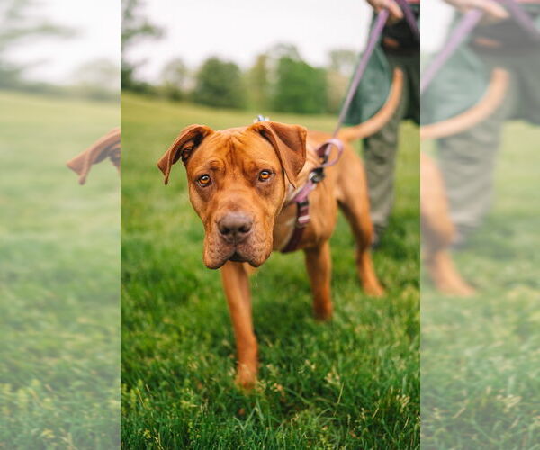 Medium Photo #4 American Staffordshire Terrier Puppy For Sale in Lawrenceville, NJ, USA