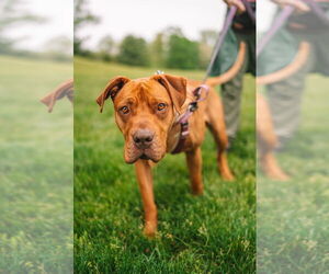 Clementine - Female American Staffordshire Terrier Dog for Adoption - Photo #4