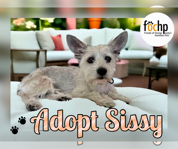 Medium Photo #3 Cairn Terrier Puppy For Sale in Menifee, CA, USA