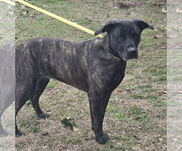 Medium Photo #1 Mutt Puppy For Sale in Yardley, PA, USA