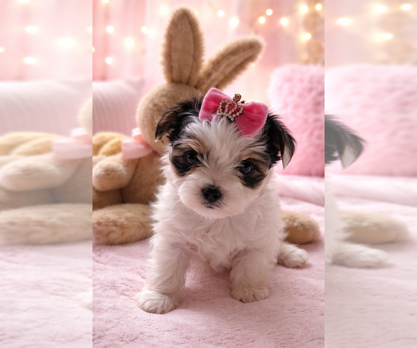 Medium Photo #1 Yorkshire Terrier Puppy For Sale in BROOKHAVEN, MS, USA