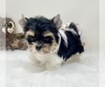 Small #19 Maltipoo