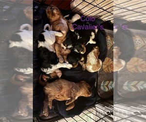 Cavalier King Charles Spaniel Litter for sale in ADDISON TOWNSHIP, MI, USA