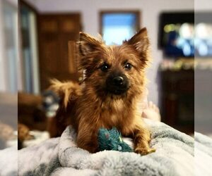 Pomeranian-Unknown Mix Dogs for adoption in Spring Lake, NC, USA