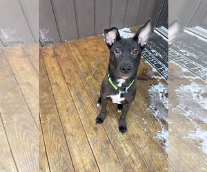 Labrador Retriever-Unknown Mix Dogs for adoption in Plainfield, IL, USA