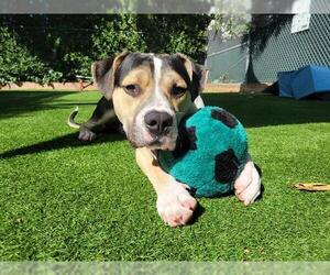 American Pit Bull Terrier-Unknown Mix Dogs for adoption in Redwood City, CA, USA