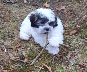 ShihPoo Puppy for sale in SOUTH BOSTON, VA, USA