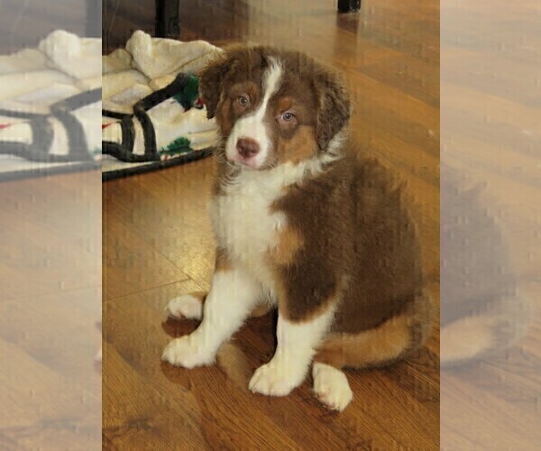 Medium Photo #2 Australian Shepherd Puppy For Sale in DRAYTON, SC, USA