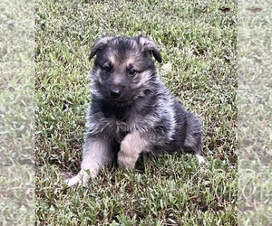 German Shepherd Dog Puppy for sale in TOCCOA, GA, USA