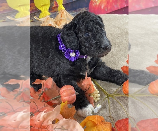Medium Photo #6 Poodle (Standard) Puppy For Sale in PORT ST LUCIE, FL, USA