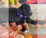 Small Photo #6 Poodle (Standard) Puppy For Sale in PORT ST LUCIE, FL, USA