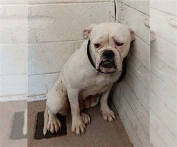 Medium Photo #1 Mutt Puppy For Sale in San Bernardino, CA, USA