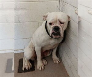 Mutt Dogs for adoption in San Bernardino, CA, USA