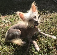 Chinese Crested Puppy for sale in PORTAGE, MI, USA