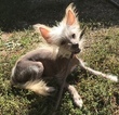 Small Chinese Crested