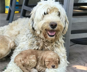 Mother of the Australian Labradoodle puppies born on 06/08/2019