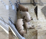 Small Photo #15 Labrador Retriever Puppy For Sale in CONRATH, WI, USA