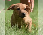 Small #8 Chiweenie
