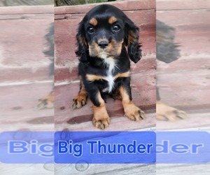 Cavalier King Charles Spaniel Puppy for sale in WAUKON, IA, USA