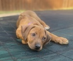 Small #12 Rhodesian Ridgeback