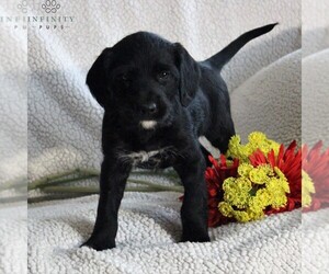 German Shorthaired Pointer-Poodle (Miniature) Mix Puppy for sale in NARVON, PA, USA