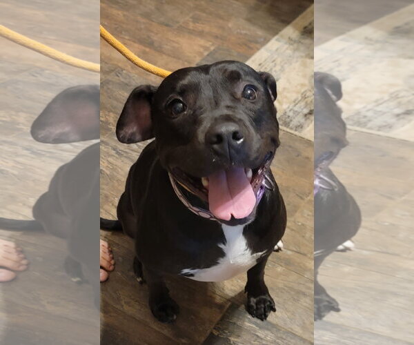 Medium Photo #19 American Pit Bull Terrier-Unknown Mix Puppy For Sale in Rosenberg, TX, USA