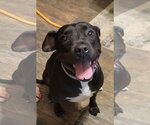 Small #18 American Pit Bull Terrier Mix