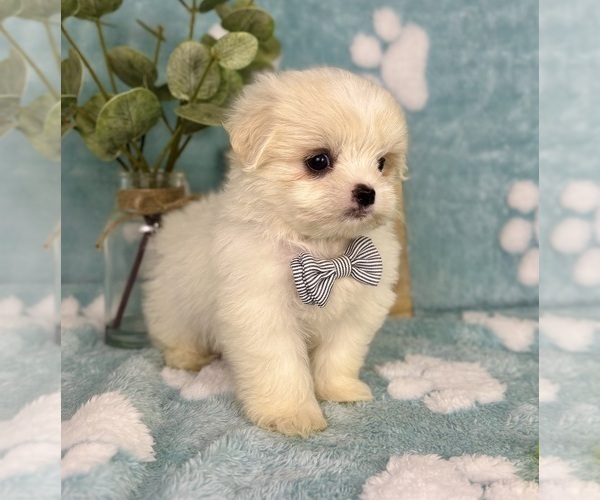 Medium Photo #5 Mal-Shi Puppy For Sale in NOBLESVILLE, IN, USA