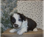 Small Photo #30 Aussiedoodle Miniature  Puppy For Sale in NEWBERRY, IN, USA