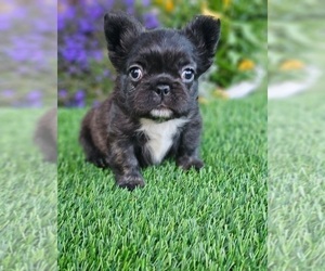 French Bulldog Puppy for sale in INDIANAPOLIS, IN, USA
