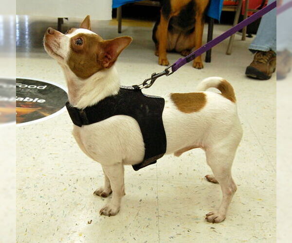 Medium Photo #3 Chihuahua Puppy For Sale in Monkton, MD, USA