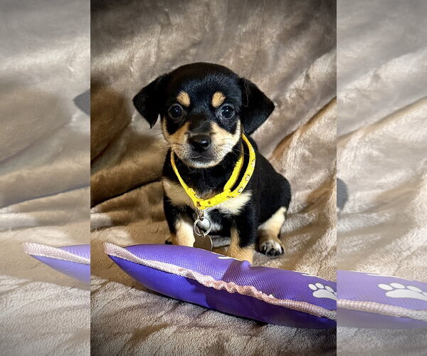 Medium Photo #3 Rat Terrier Puppy For Sale in Holly Springs, NC, USA